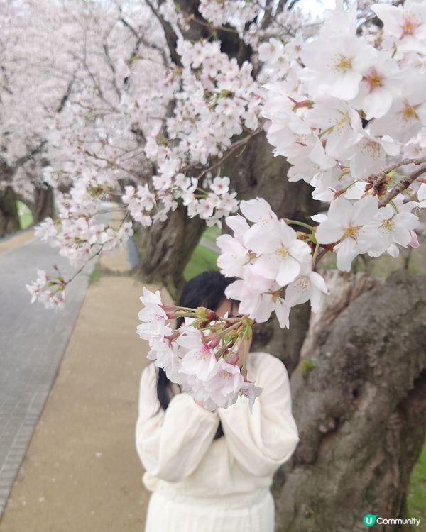 京都背割堤賞櫻