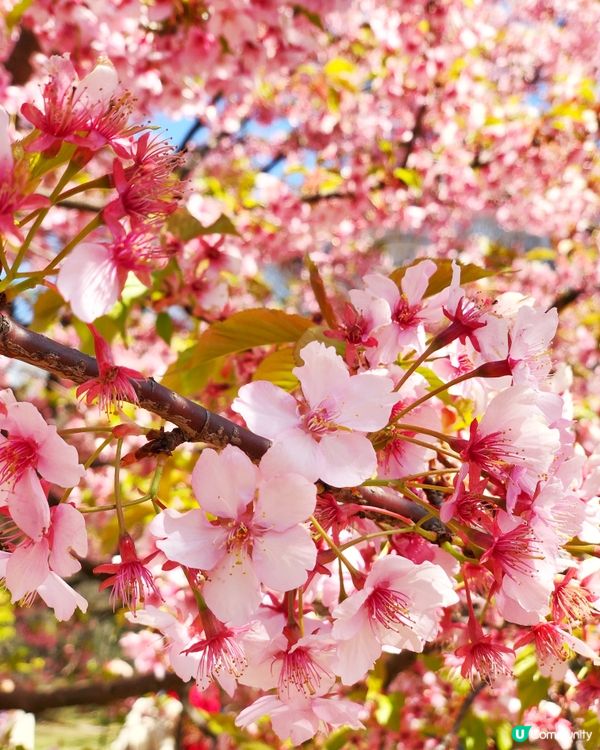 時刻惦念着日本粉嫩柔美的櫻花海 