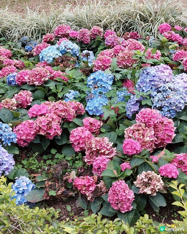 繡球花@荔枝角公園