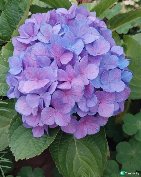 繡球花@荔枝角公園