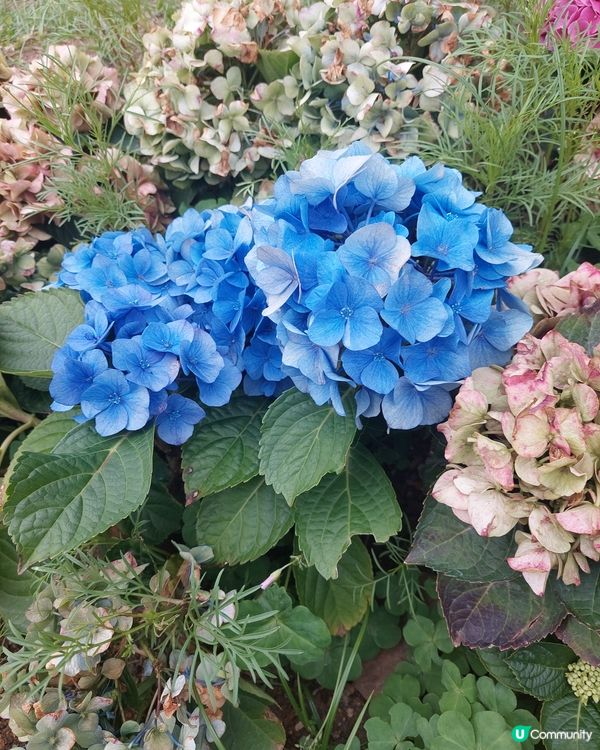 繡球花@荔枝角公園