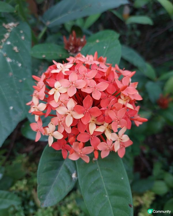 繡球花@荔枝角公園