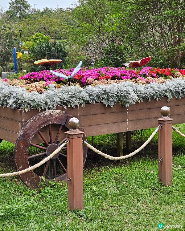 繡球花@荔枝角公園