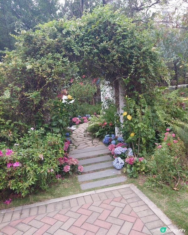 繡球花@荔枝角公園