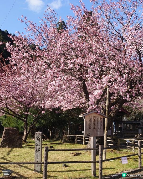 去到日本周圍都係櫻花，而京都春日神社隔離就有一棵百年櫻，去個...