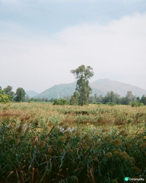 南生圍🌾輕鬆同家人散步半日遊🩷🩷