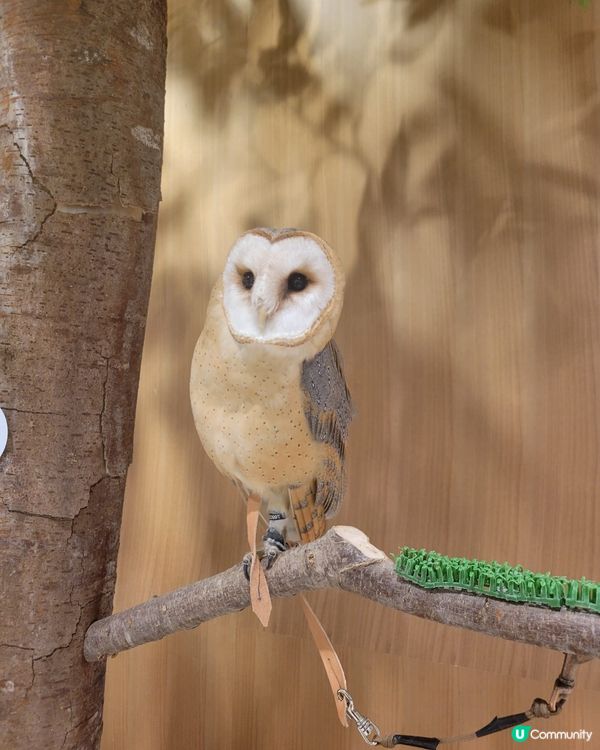 新開商場lalaport堺