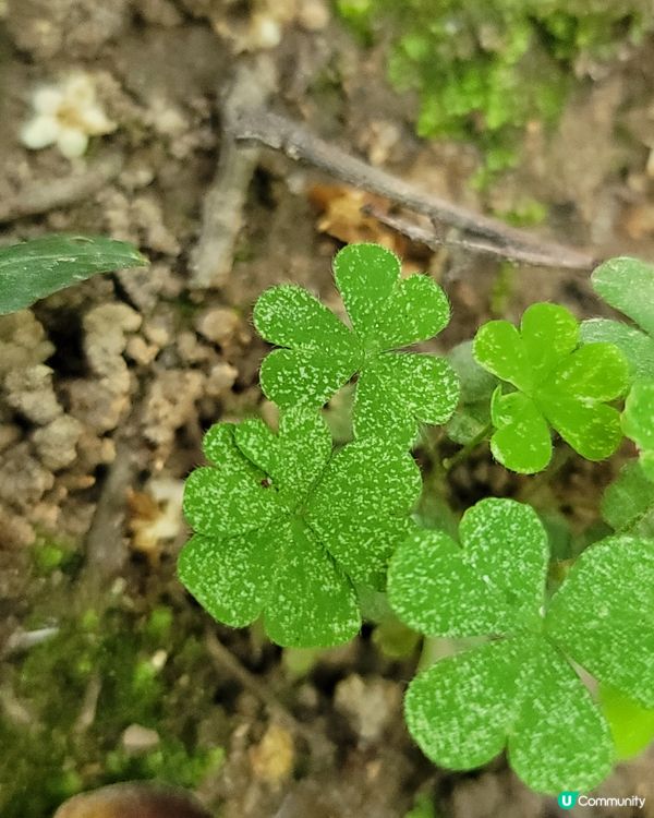 濕地公園。男女老幼都岩去💦🍀