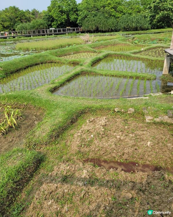 濕地公園。男女老幼都岩去💦🍀