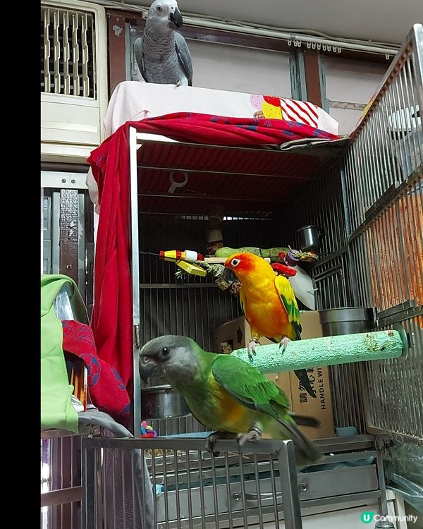 塞內加爾＆金太陽 鸚鵡