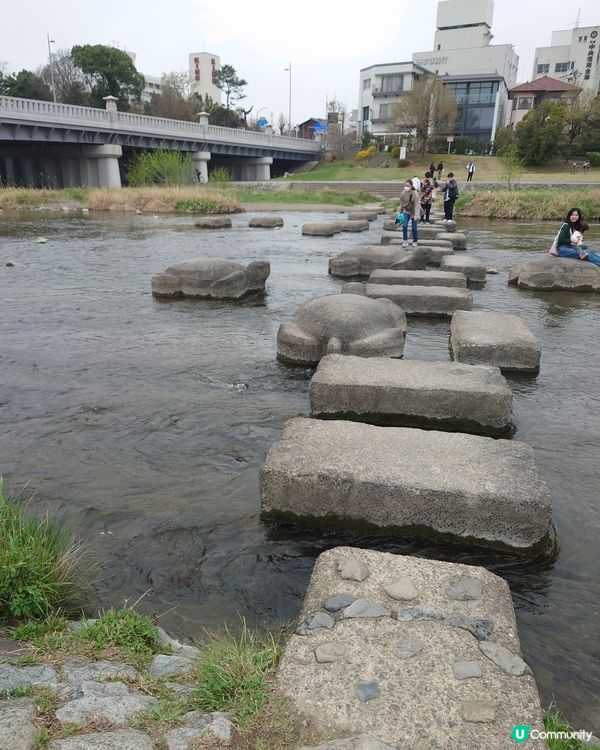 京都鴨川-跳烏龜