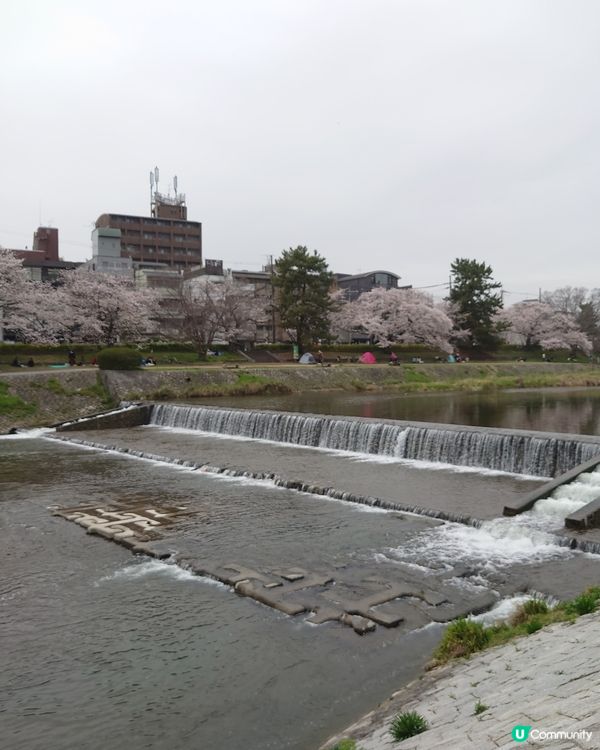 京都鴨川-跳烏龜