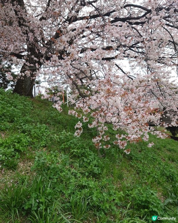 京都鴨川-跳烏龜
