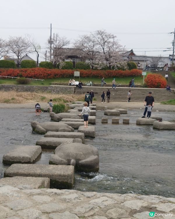 京都鴨川-跳烏龜