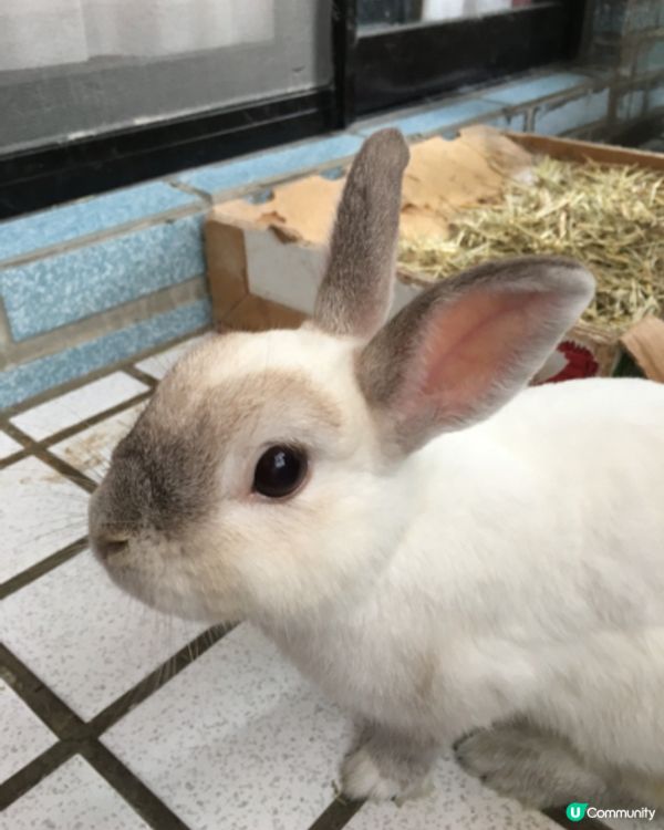 都是侏儒兔～太可愛了！