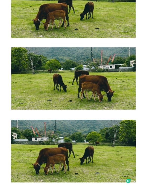 上水｜打卡熱點河上鄉