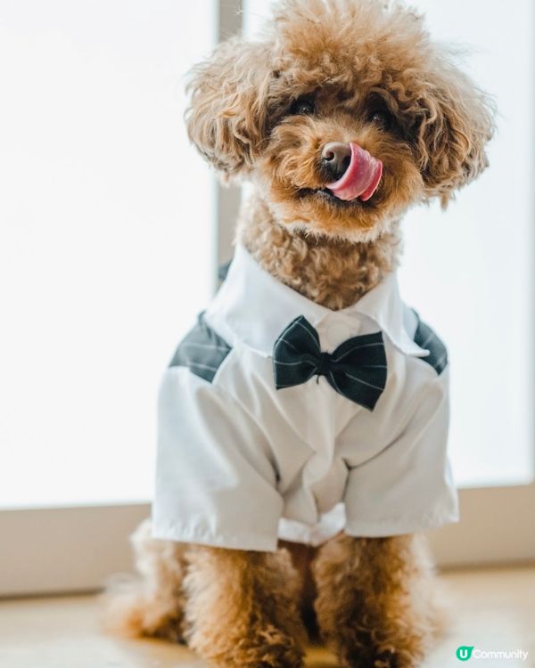 Olaf仔仔帥氣西裝Look😎