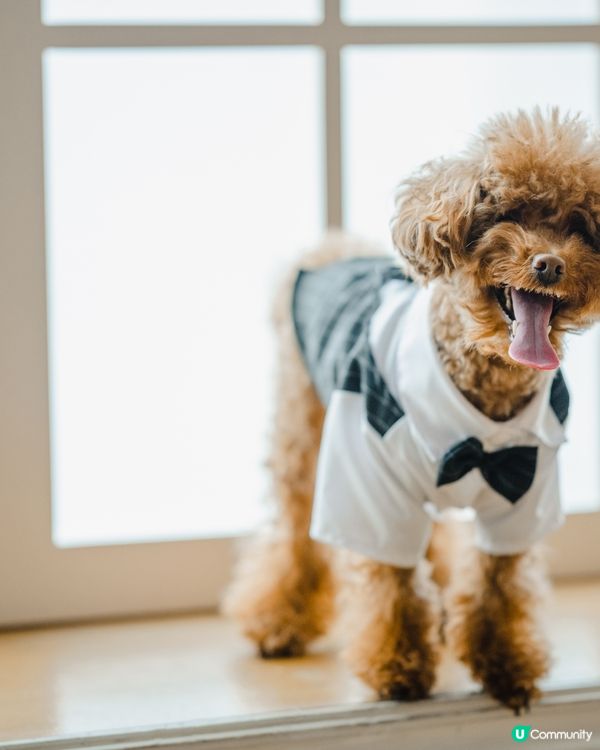 Olaf仔仔帥氣西裝Look😎