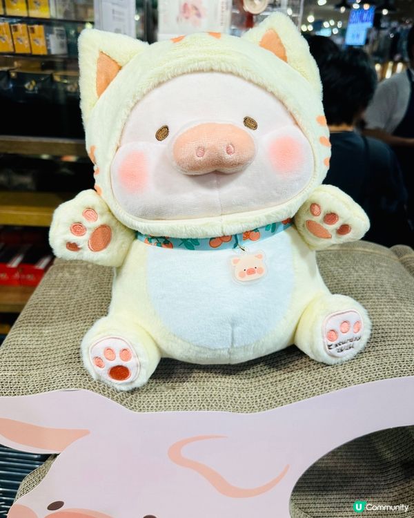 LOGON🐱貓抓板🐽罐頭豬LuLu 豬咪日常系列