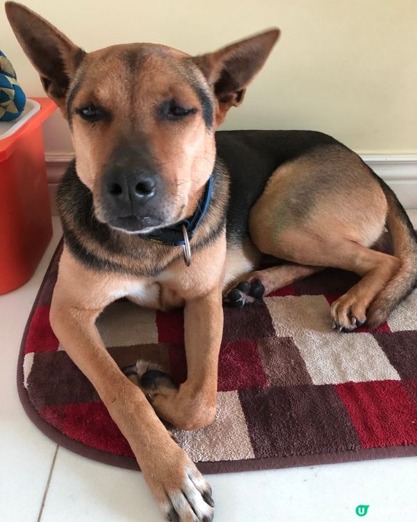 當我甘願做社畜，只為我隻狗開心