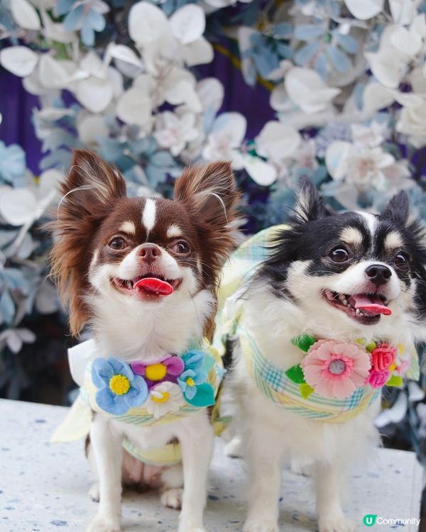 勁靚藍白花花牆