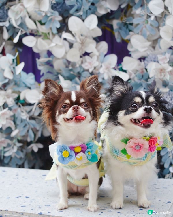 勁靚藍白花花牆