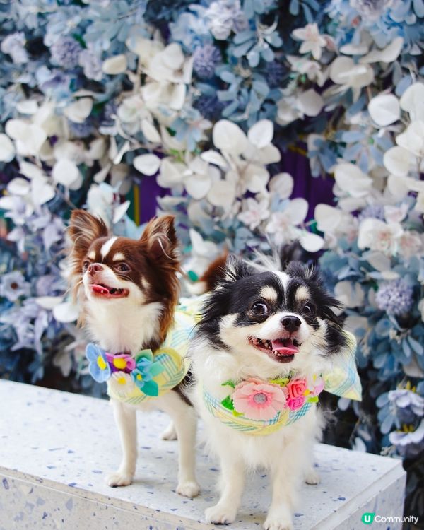 勁靚藍白花花牆