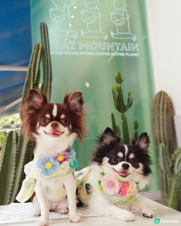 勁靚藍白花花牆