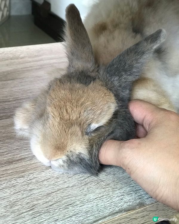 😍我家有只天使兔🐰😍