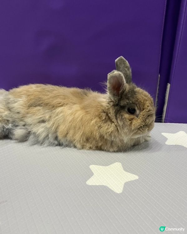 😍我家有只天使兔🐰😍