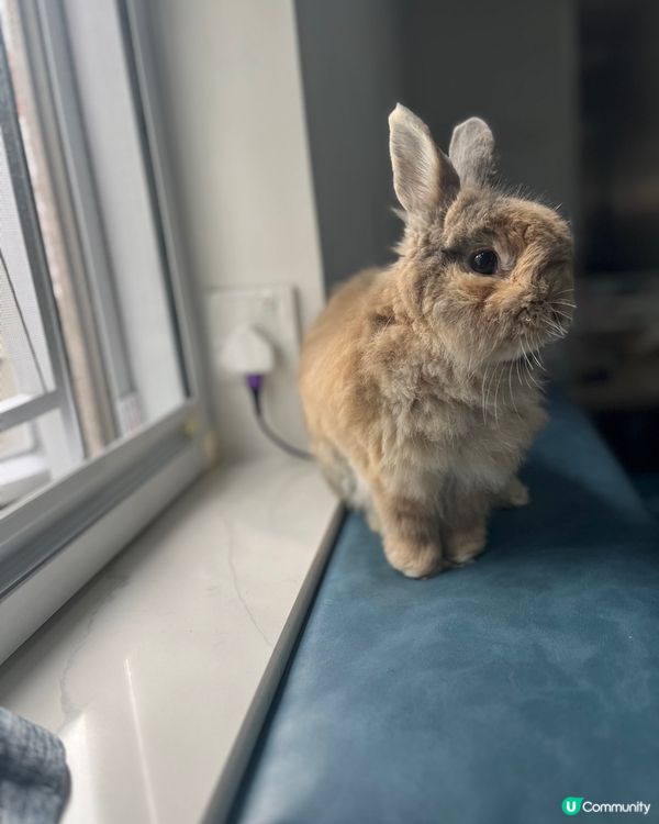 😍我家有只天使兔🐰😍