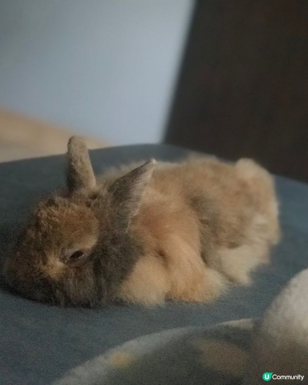 😍我家有只天使兔🐰😍