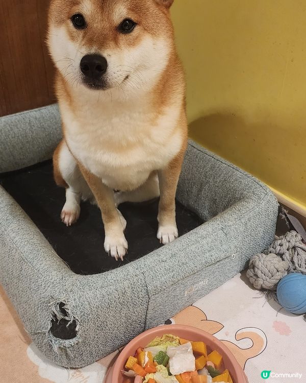 寵物鮮食好處多多🐶養成健康強壯的狗寶寶