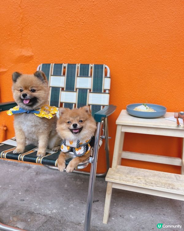 荃灣橙白petfriendly cafe🧡🤍