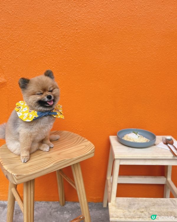 荃灣橙白petfriendly cafe🧡🤍