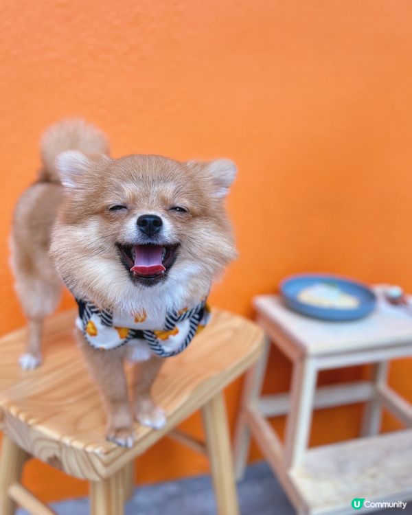 荃灣橙白petfriendly cafe🧡🤍