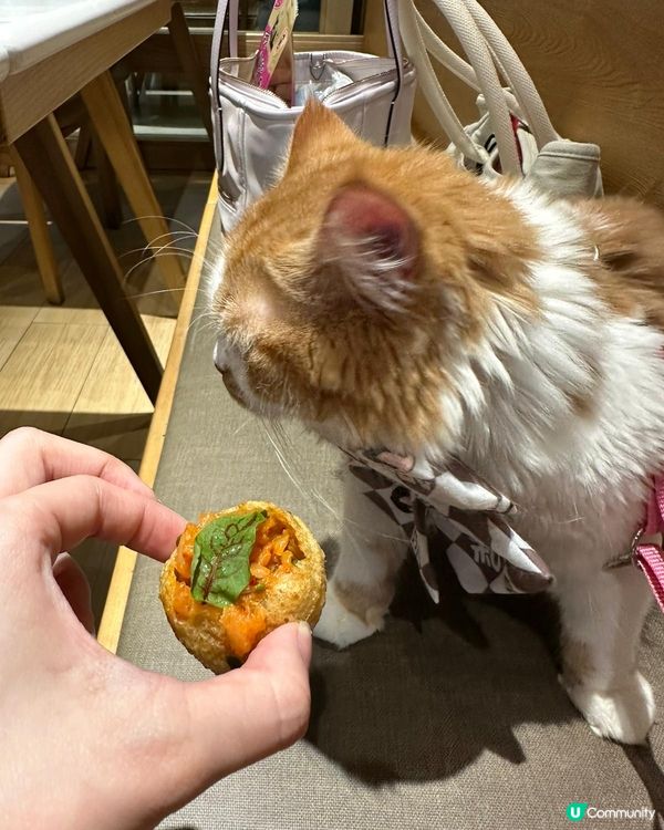 動物友善fusion韓式創意菜式💓✨😉