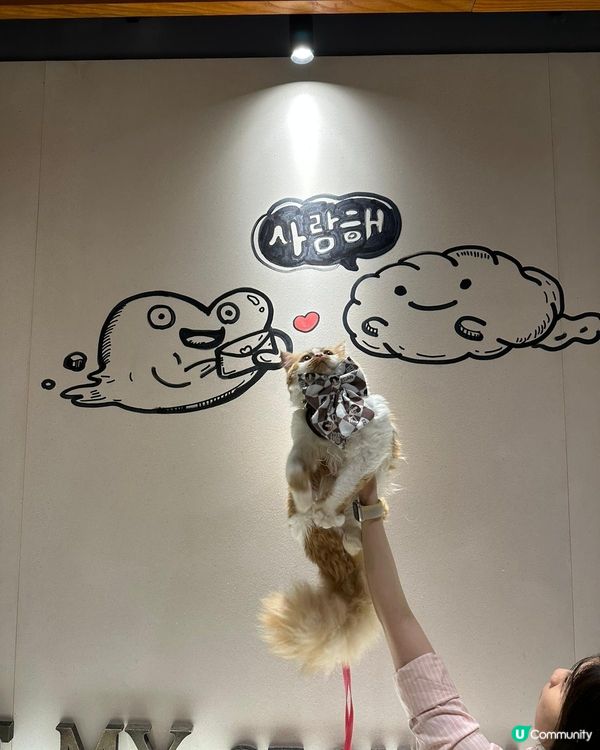 動物友善fusion韓式創意菜式💓✨😉