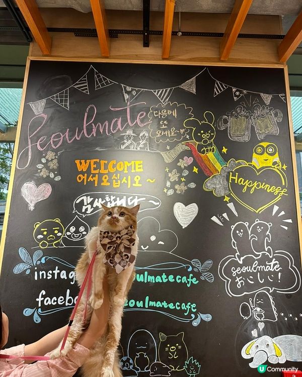 動物友善fusion韓式創意菜式💓✨😉