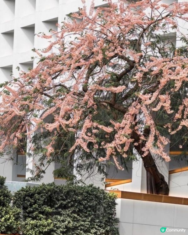 春天就是要去賞花🌸美利酒店新Tea set