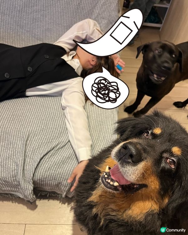 主人無晒電，今次發達la‼️