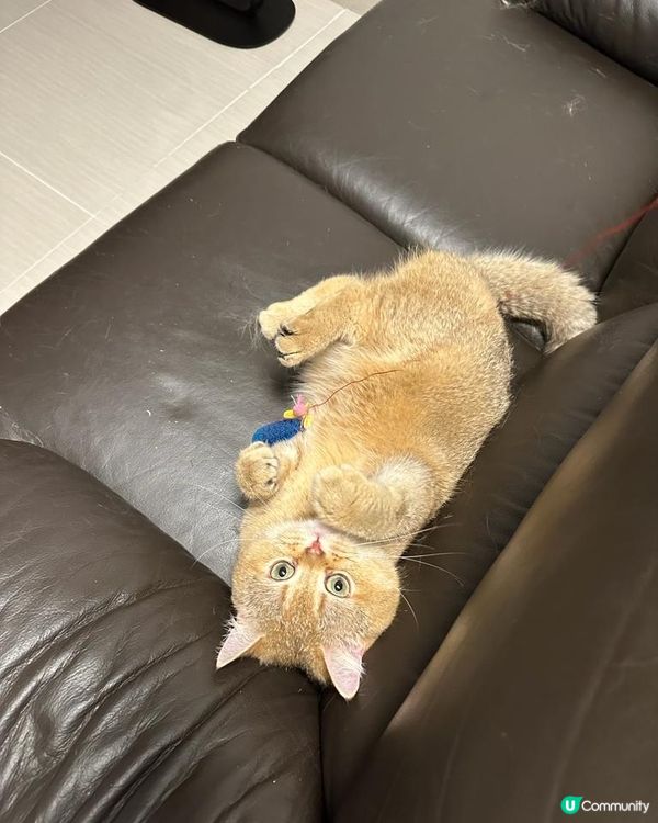 能為您打氣的事物 （美食／寵物等）