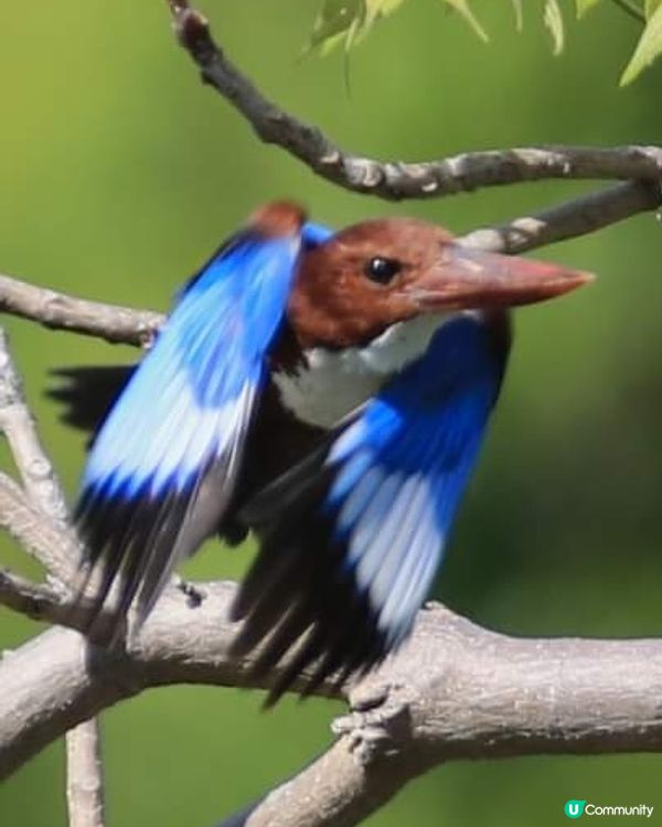 起飛中的白胸翡翠