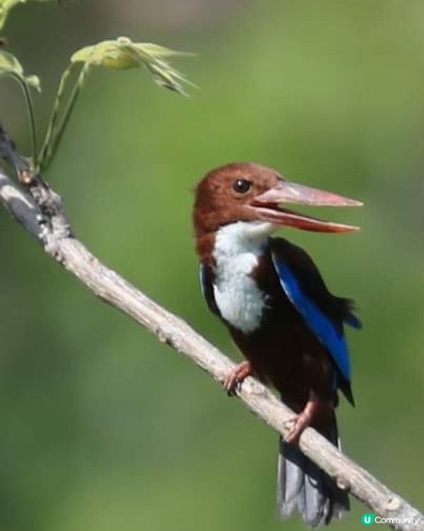 神氣的白胸翡翠