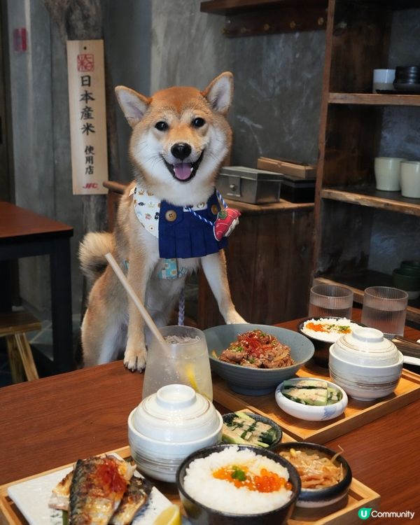 日本產狗去左日本產米餐廳陪食🇯🇵