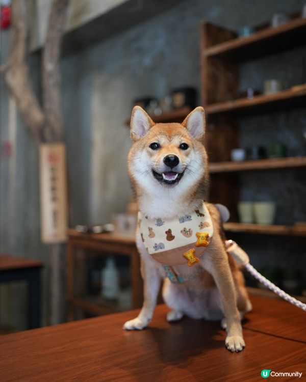 日本產狗去左日本產米餐廳陪食🇯🇵