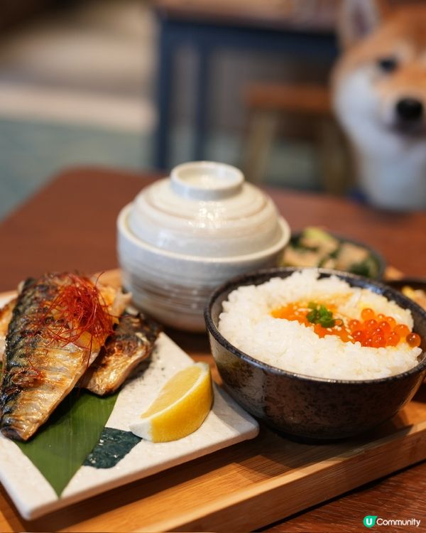 日本產狗去左日本產米餐廳陪食🇯🇵