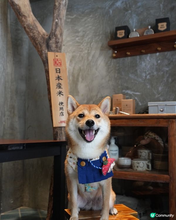 日本產狗去左日本產米餐廳陪食🇯🇵