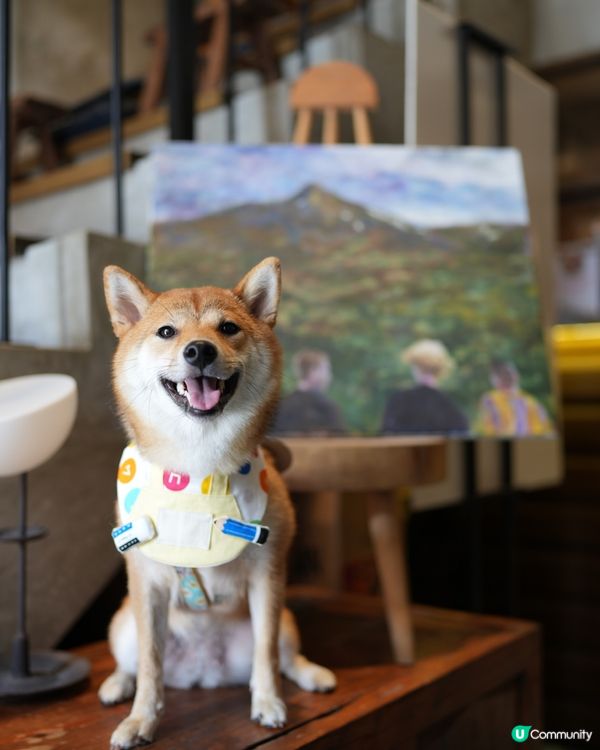 日本產狗去左日本產米餐廳陪食🇯🇵