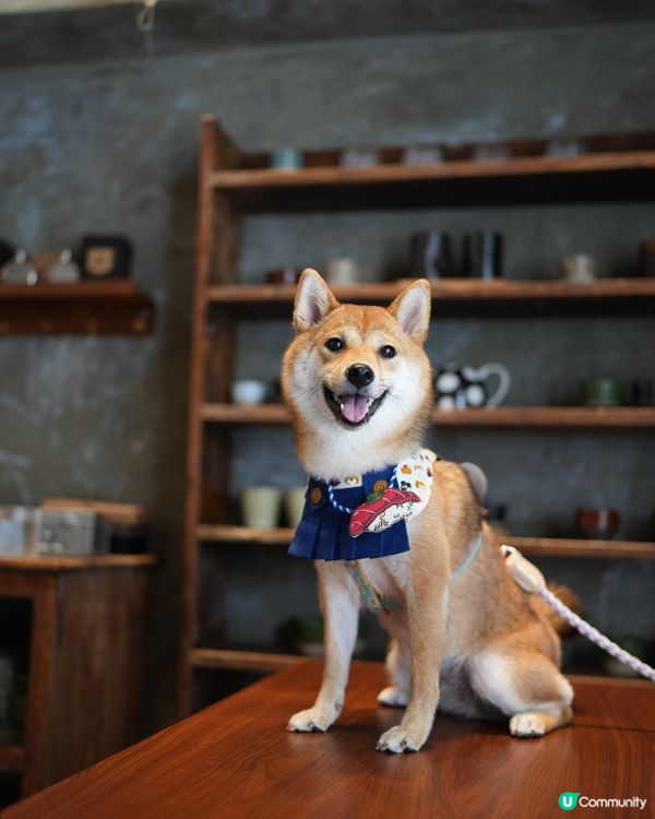 日本產狗去左日本產米餐廳陪食🇯🇵